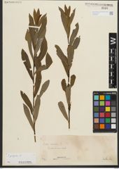 Foto von Salix purpurea L.